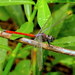 Lathrecista asiatica asiatica - Photo (c) Shuvendu,  זכויות יוצרים חלקיות (CC BY-NC), הועלה על ידי Shuvendu