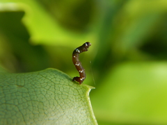 Pholodes sinistraria