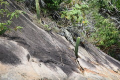 Coleocephalocereus fluminensis