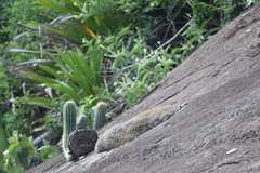 Coleocephalocereus fluminensis