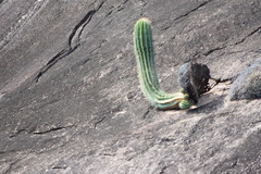 Coleocephalocereus fluminensis