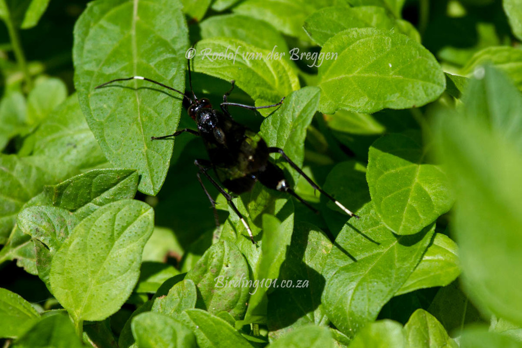 Zonocryptus