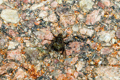 Pseudolynchia canariensis