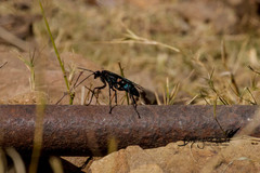 Batozonellus fuliginosus