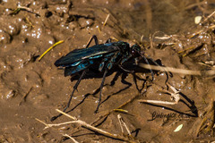 Batozonellus fuliginosus