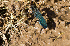 Batozonellus fuliginosus