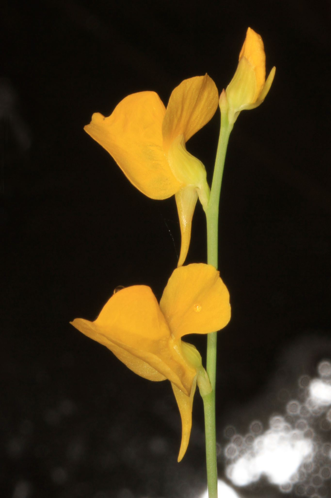 Lentibulariaceae