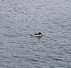 Mergus merganser