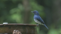 Cyornis pallidipes