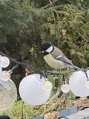 Parus major