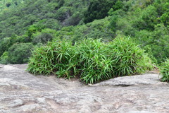 Velloziaceae