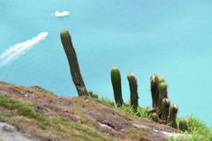 Coleocephalocereus fluminensis