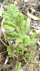 Pelargonium radulifolium