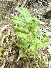 Pelargonium radulifolium
