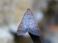 Bostra obsoletalis