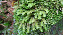 Schistochila nobilis