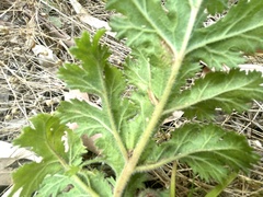 Pelargonium radulifolium
