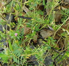 Vicia sativa nigra