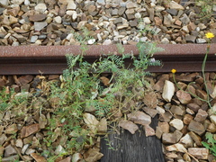 Vicia sativa nigra