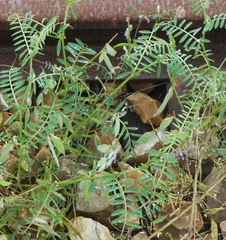 Vicia sativa nigra