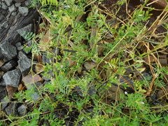 Vicia sativa nigra