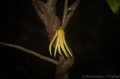 Meiogyne stenopetala