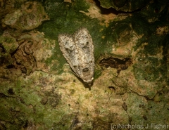 Copromorpha phaeosticta