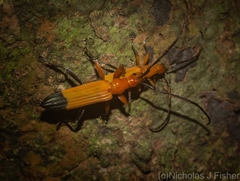 Stenoderus ostricilla
