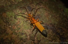 Stenoderus ostricilla