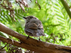 Pachycephala olivacea