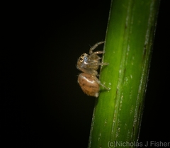 Prostheclina pallida