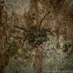 Stephanopis carcinoides