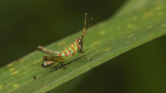 Acrididae