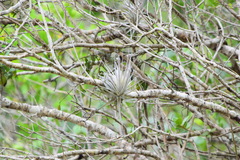 Tillandsia gardneri