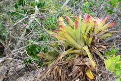 Neoregelia