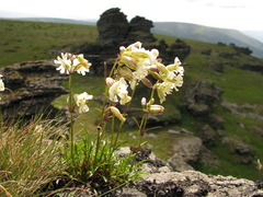 Silene paucifolia