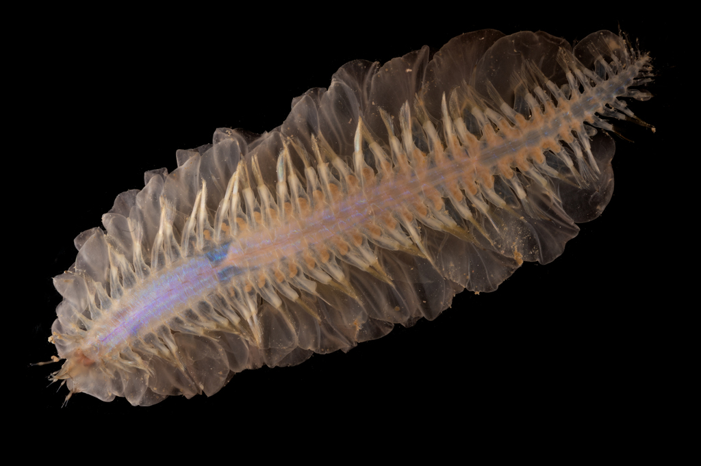gelatinous scale worm