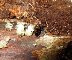 Ipidia binotata