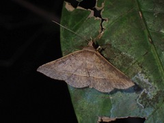 Hypospila creberrima