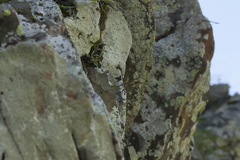 Campanula saxifraga