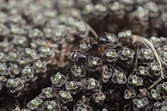 Chelaner antarcticus