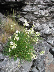 Silene paucifolia