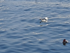 Larus crassirostris