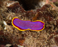 Pseudoceros ferrugineus