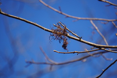 Eriophyes rhoinus