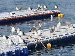 Larus schistisagus