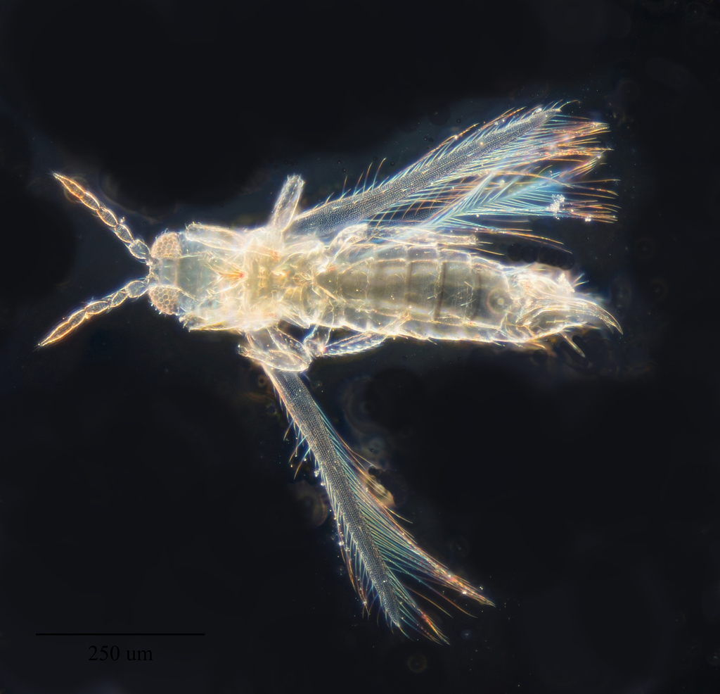 Thrips