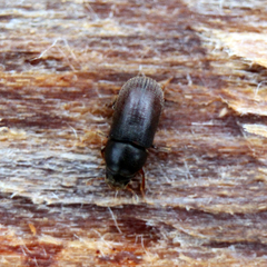 Polygraphus poligraphus