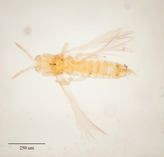 Scirtothrips