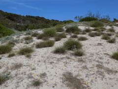 Scrophularia ramosissima